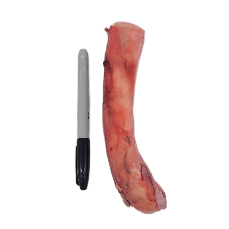 Back 2 Basics Bull Pizzle - Two Pack: A piece of raw beef pizzle next to a marker for size comparison, highlighting its use as a chewy dog treat.