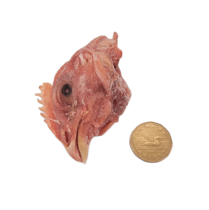 Back 2 Basics Hen Heads (12 Pack) shown with a loonie for scale, highlighting a dried chicken head ideal for small to medium pets' raw diets.