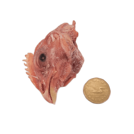 Back 2 Basics Hen Heads (12 Pack) shown with a loonie for scale, highlighting a dried chicken head ideal for small to medium pets' raw diets.