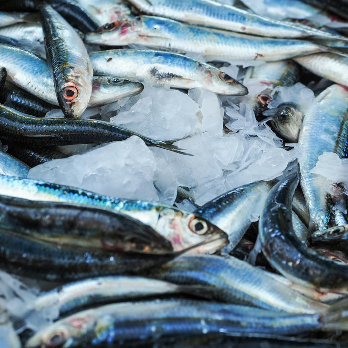 Pile of fresh fish on ice