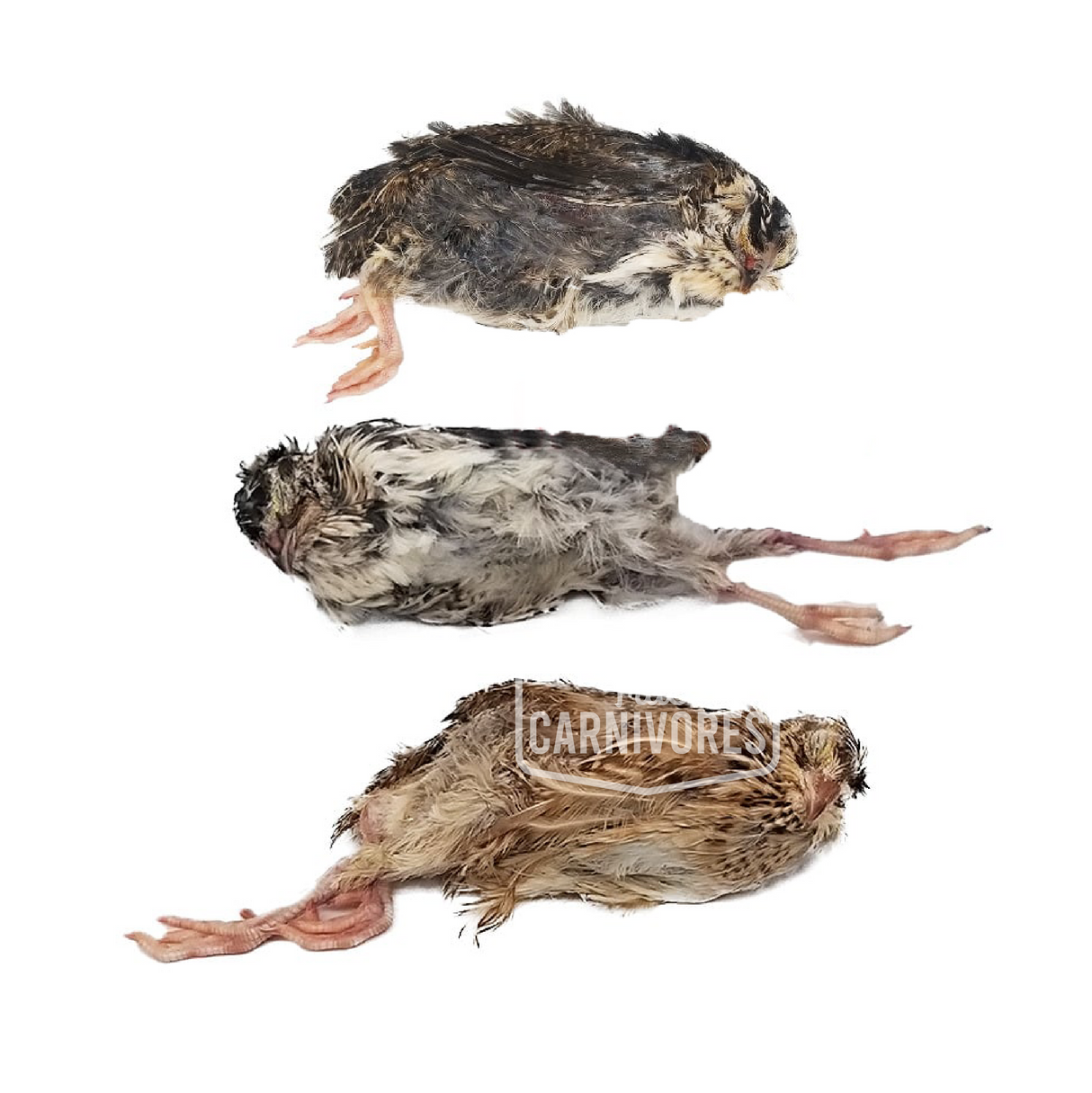 Large Whole Prey Quail with Feathers (3-Pack)