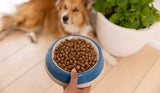 Ziwi Peak Steam-Dried Lamb with Green Vegetables in a blue-and-white bowl, held by a person, with a collie mix dog nearby.