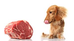 raw food for dogs