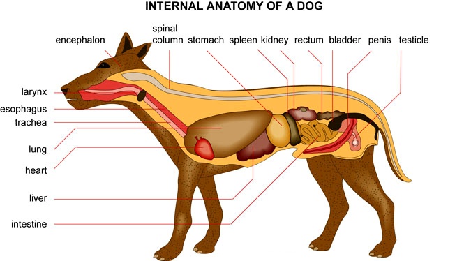 anatomy of dog