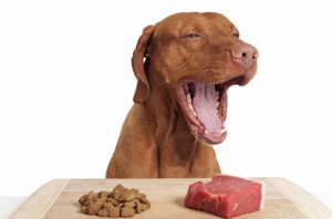 raw food dog