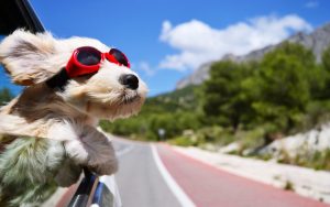 Road trip with a dog