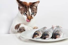 raw food for finicky cats