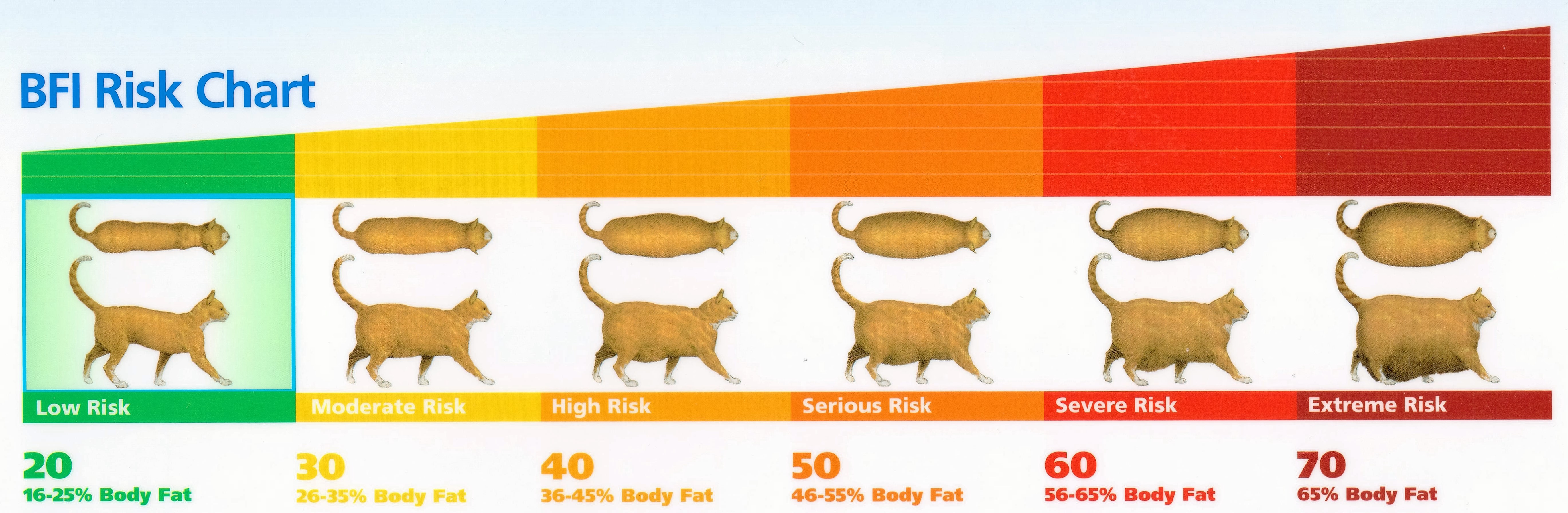 Obesity in Cats Raw to the Rescue True Carnivores