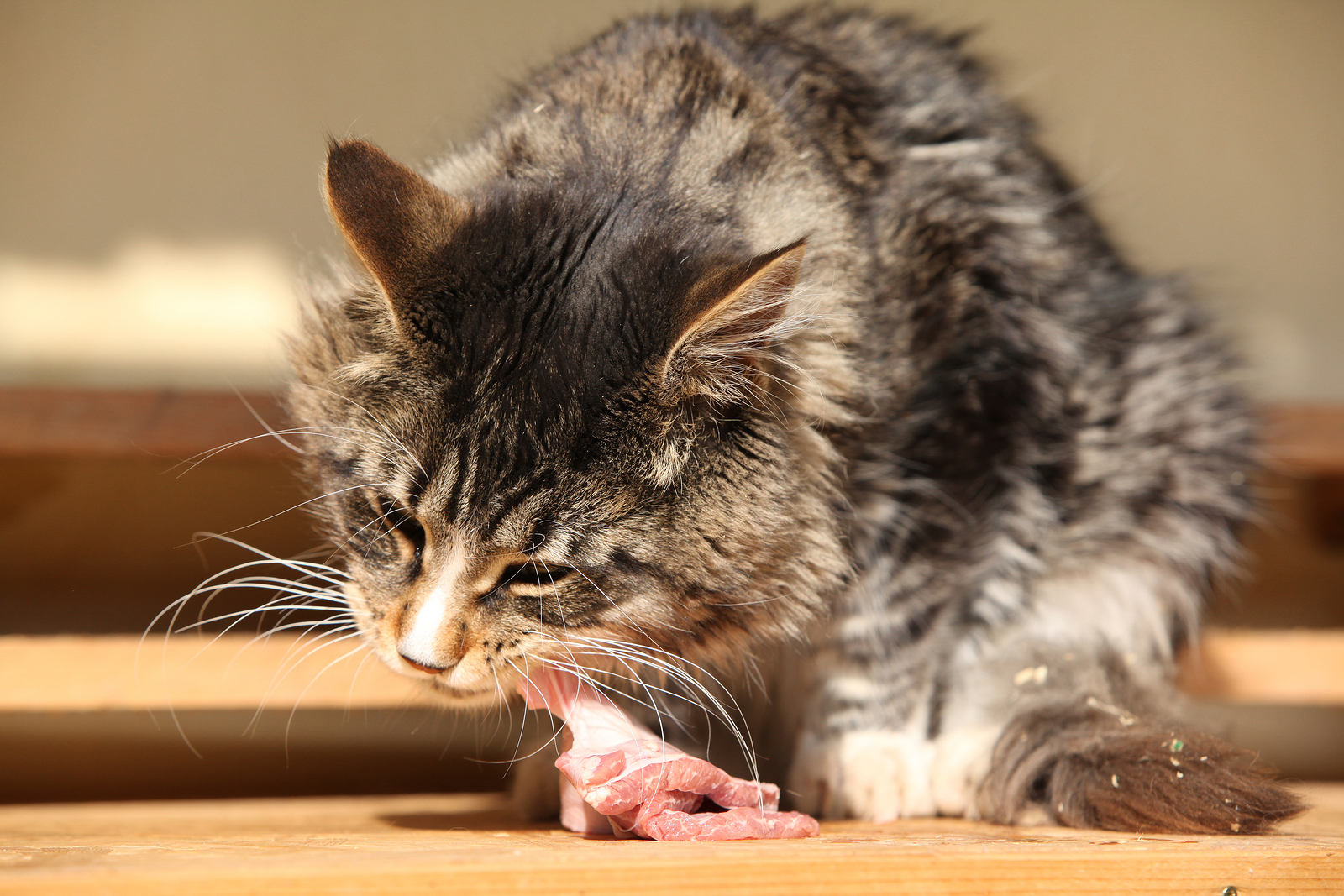 cat eating raw