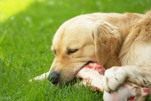 Dog Eating a Bone