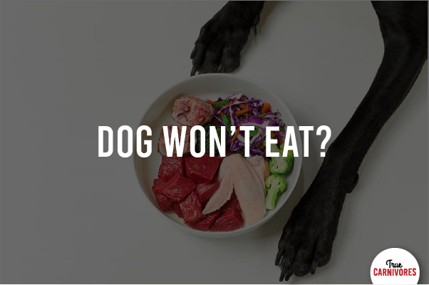 blog post dog won't eat