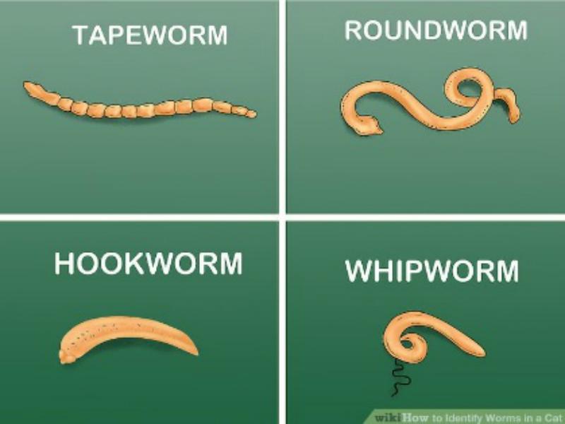 Intestinal Worms And How To Treat Them Naturally True Carnivores
