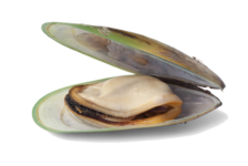 green lipped mussel